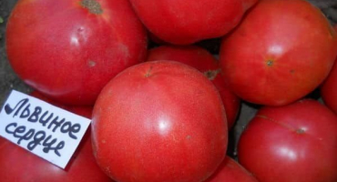 Popis odrůdy rajčat lví srdce, její vlastnosti a produktivita